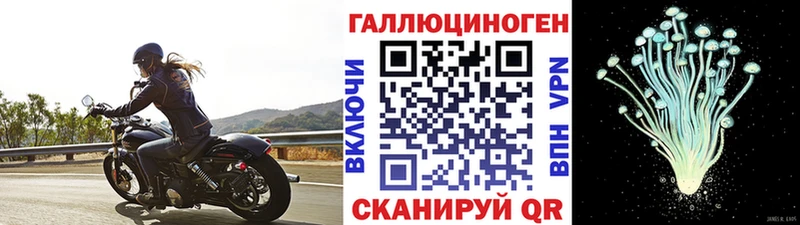 Галлюциногенные грибы Psilocybe  Западная Двина 